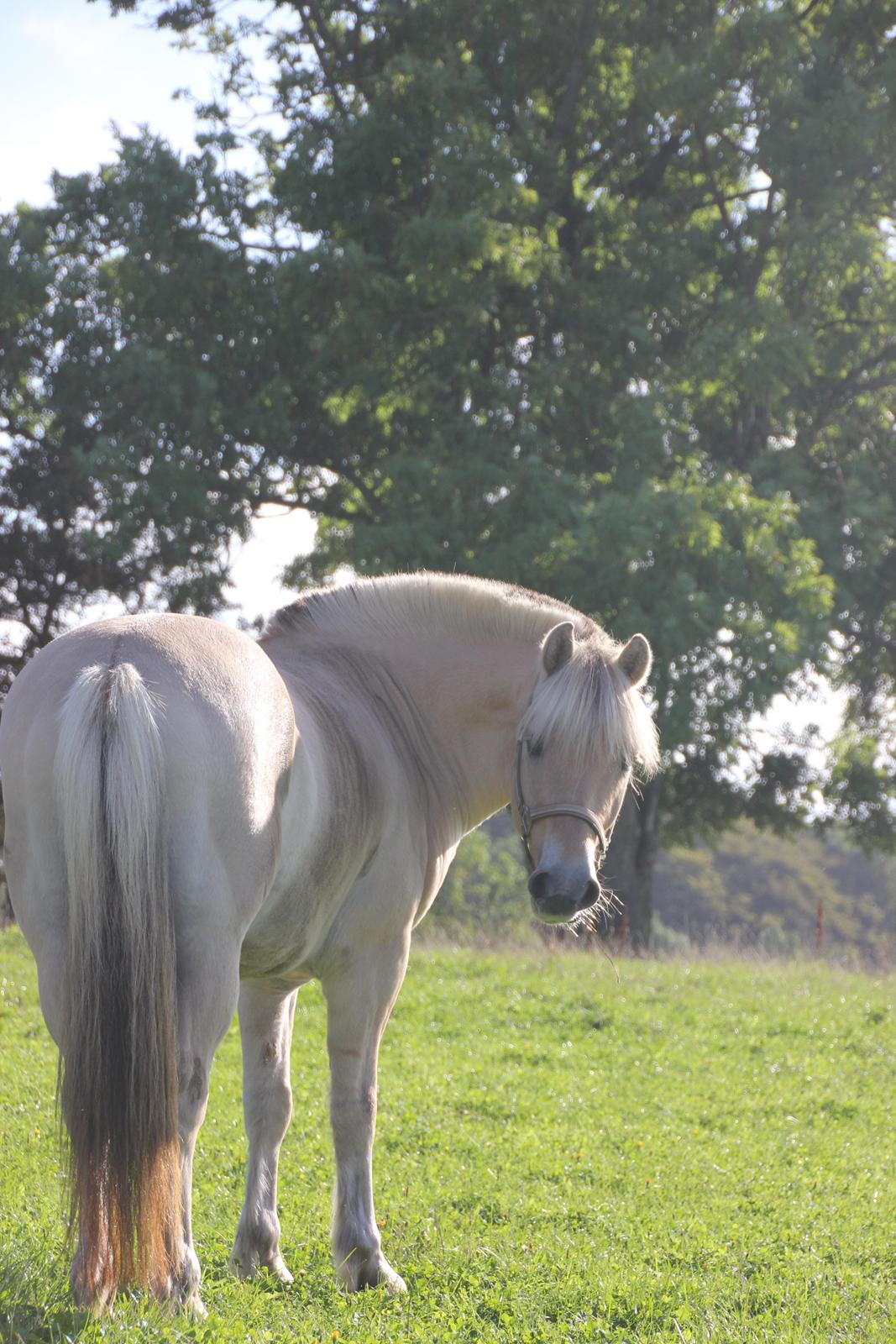 Fjordhest Rocco Vårby billede 7
