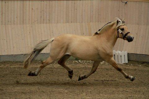 Fjordhest Rocco Vårby billede 8