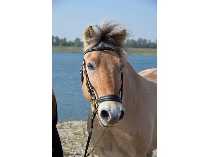 {{currentPhoto.altText}} billede {{currentPhoto.number}}