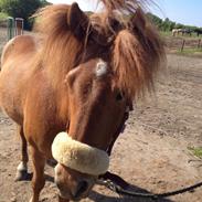 Islænder Draumur fra Rødstenskær