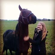 Anden særlig race P4