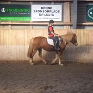 Anden særlig race Alie (Tidl. Passer)