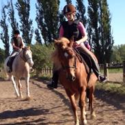 Anden særlig race Alie (Tidl. Passer)