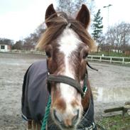 Anden særlig race Ferdinand