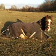 Anden særlig race Ferdinand