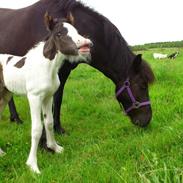 Irish Cob Idom Aadahls Blue Cheval Gastón