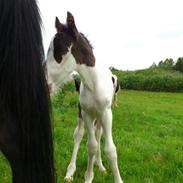 Irish Cob Idom Aadahls Blue Cheval Gastón