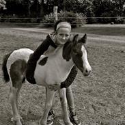 Irish Cob Idom Aadahls Blue Cheval Gastón