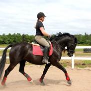 Anden særlig race Issibel