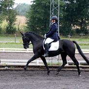 Anden særlig race Issibel