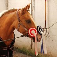Palomino Grønvangs Golden Miss Gucci 