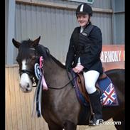 Welsh Cob (sec D) Valhallas Minnie Survivoer (tidligere lånehest)