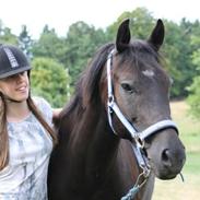 New Forest Elmholts Patrick