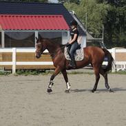 Trakehner Pebling