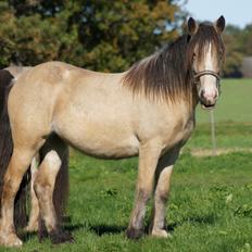 Irish Cob Jeanne d´Arc van Gipsy Dreams