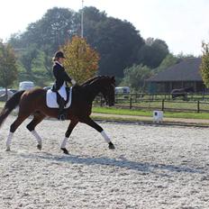 Dansk Varmblod Entertainer