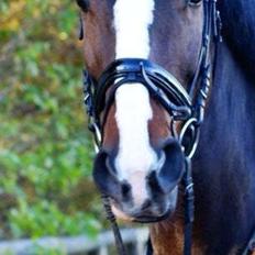 Dansk Varmblod Meiro