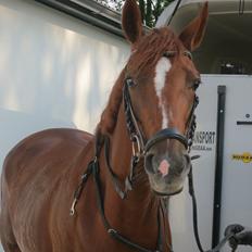 Dansk Varmblod Fiona