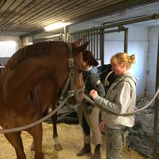 Dansk Varmblod Fiona