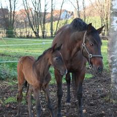 Pura Raza Española Aviaya Azores