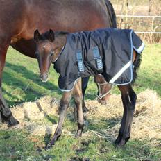 Pura Raza Española Aviaya Azores