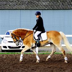 Tyroler Haflinger Honeymoon