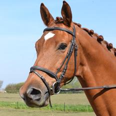 Trakehner Donny