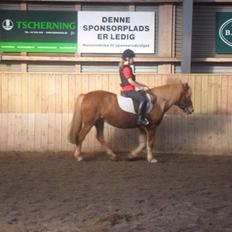 Anden særlig race Alie (Tidl. Passer)