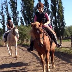 Anden særlig race Alie (Tidl. Passer)