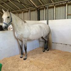 Anden særlig race Cassie fleur (RIP)