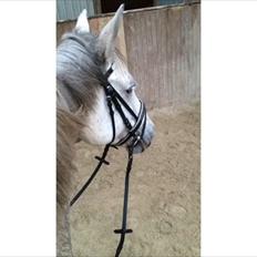 Anden særlig race Cassie fleur (RIP)