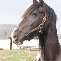 Barockpinto Lundsmindes Jasmin *LÅNEHEST*
