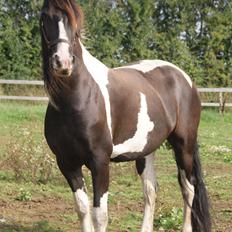 Barockpinto Lundsmindes Jasmin *LÅNEHEST*