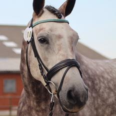 Dansk Varmblod Lambrié Vejen