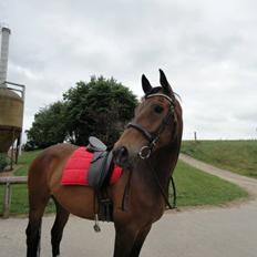 Dansk Varmblod Wilhelm - R.I.P.