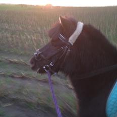 Anden særlig race Louie ( Herkules hos forige ejer )