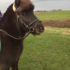 Anden særlig race Louie ( Herkules hos forige ejer )