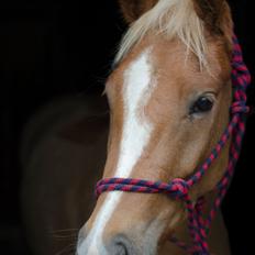 New Forest Søndermarkens Rolf (Rolle)
