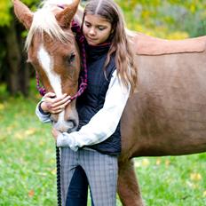 New Forest Søndermarkens Rolf (Rolle)