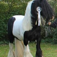 Tinker Lillevang´s Gigant/MODEL R.i.p.