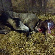 Anden særlig race Rahmann el Baasim (tidl. hest)