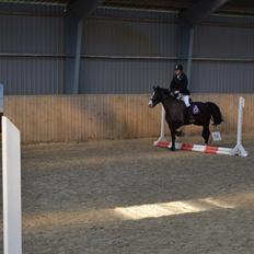 Welsh Cob (sec D) Valhallas Minnie Survivoer (tidligere lånehest)