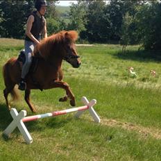 Islænder Embla stenholm