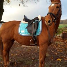 Dansk Varmblod Sunshine LÅNEHEST