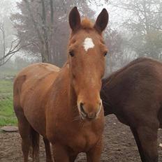 Dansk Varmblod Sunshine LÅNEHEST