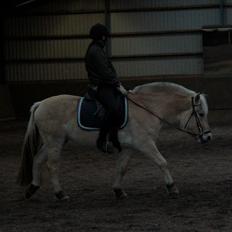 Fjordhest Bjergvangs Flicka Eywa