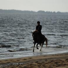 DSP Møgelvangs Ja'dore