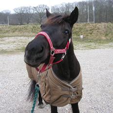 Anden særlig race Amy [min part]