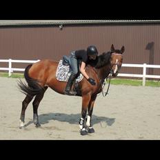Trakehner Pebling