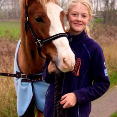 Welsh Partbred (Sec F) Ørsteds Carpaccio